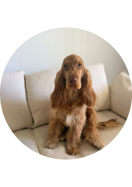 Theo, the LendQuest cocker spaniel